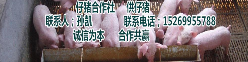 山東仔豬價(jià)格
