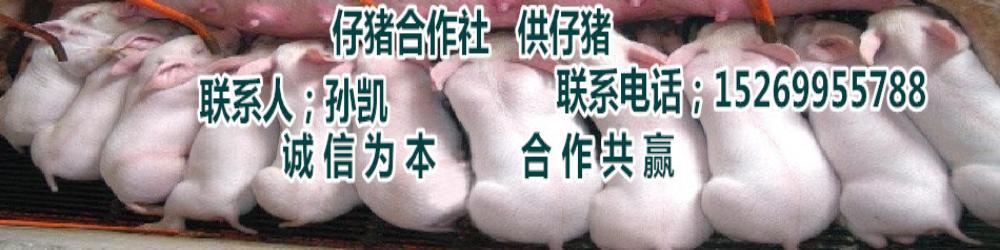 仔豬合作社