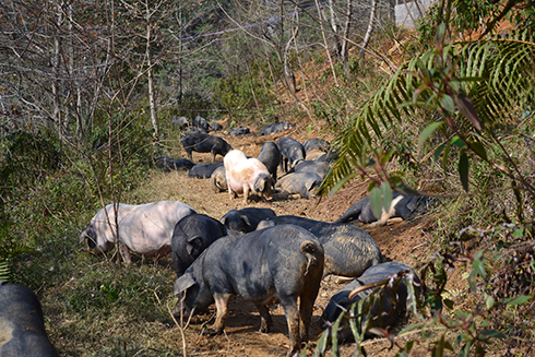 深圳有機豬肉